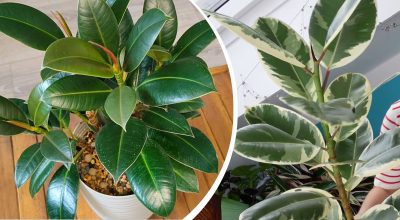 Фікус вразить пишнотою: садівники поділилися секретами догляду за рослиною