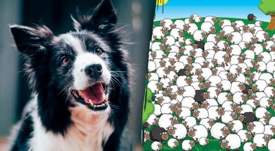 Де заховався собака: лише одиниці знайдуть його серед овець за 5 секунд