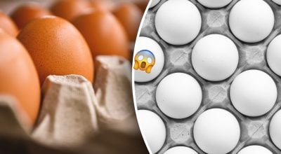 У чому різниця між коричневими та білими яйцями У чому різниця між коричневими та білими яйцями