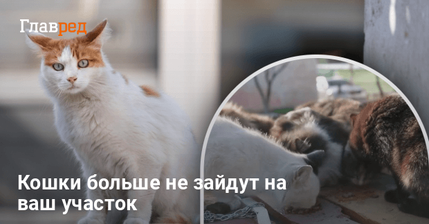 Как сделать, чтобы чужие коты не метили территорию - лучшие способы ...