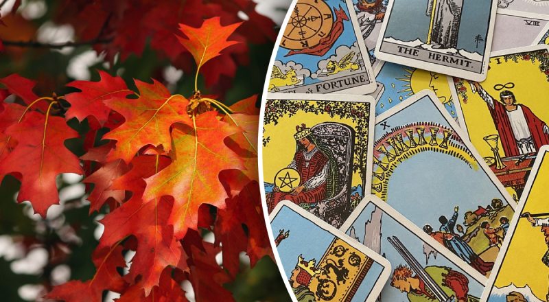 Гороскоп Таро на неделю с 4 по 10 ноября: Львам - покупки, Ракам - риск