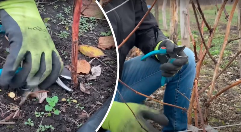 Як правильно обрізати малинове дерево у листопаді: влітку буде відмінний урожай
