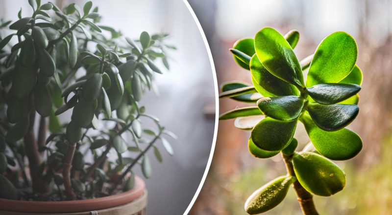 В якому місяці можна обрізати грошове дерево: що потрібно обов'язково зробити