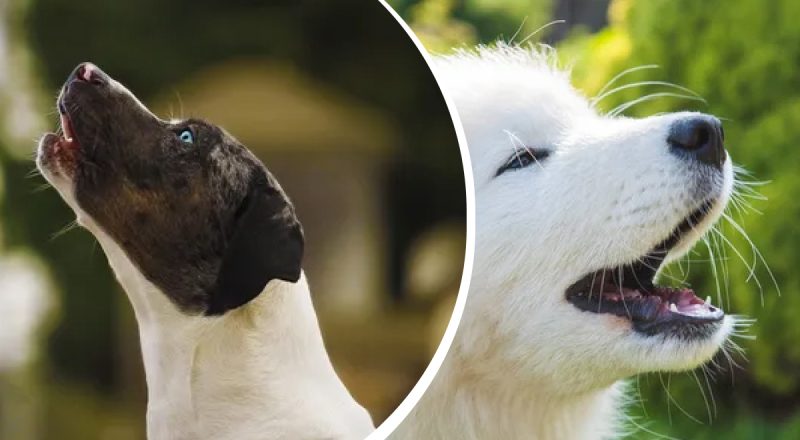 Як відучити собаку гавкати в не потрібний момент: цінна порада експерта