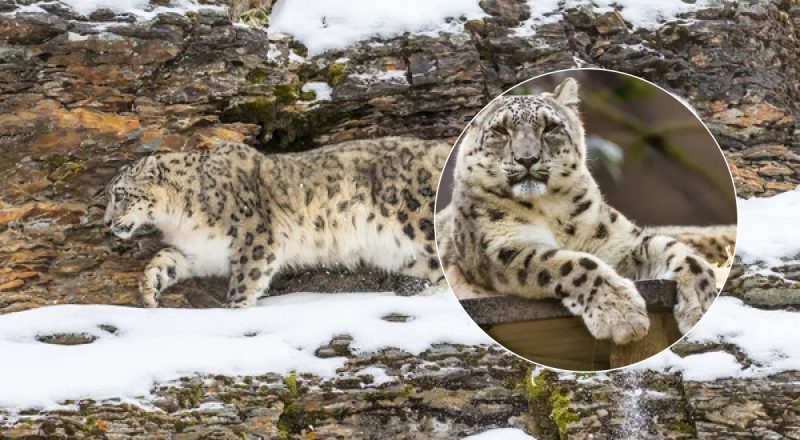 Почти нереальная задача для самых внимательных: найти барса на заснеженных скалах
