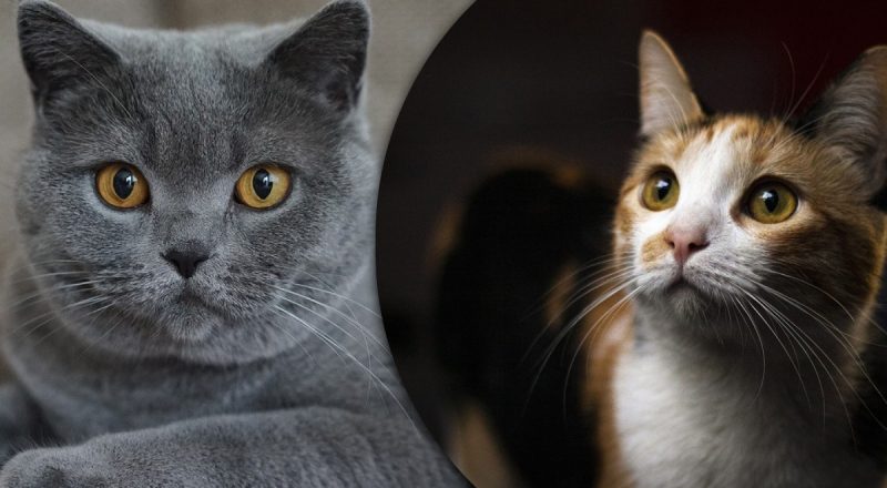 Не все скучают по хозяевам: чем занимаются кошки, когда остаются одни