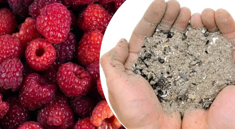 Урожай здивує: як правильно підживлювати малину навесні і влітку