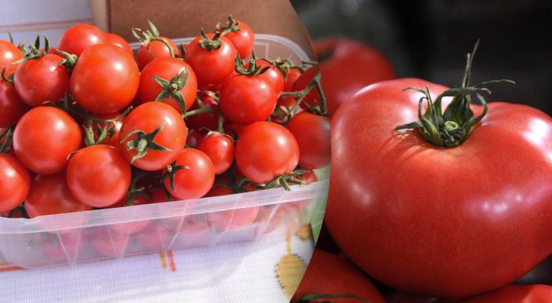 Совсем другой вкус: эксперты призвали хранить помидоры только в одном месте