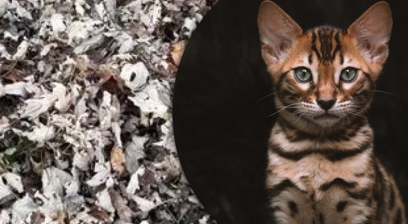 Кошеня сховалося у листі: його потрібно знайти за 12 секунд