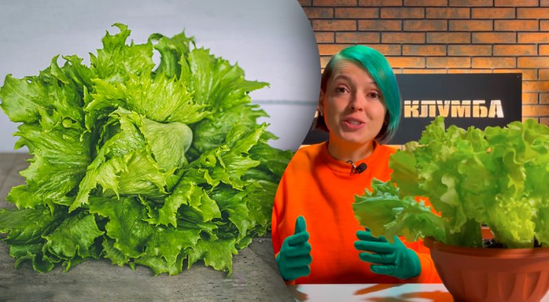 Можно ли вырастить салат в квартире: зелень будет целую зиму