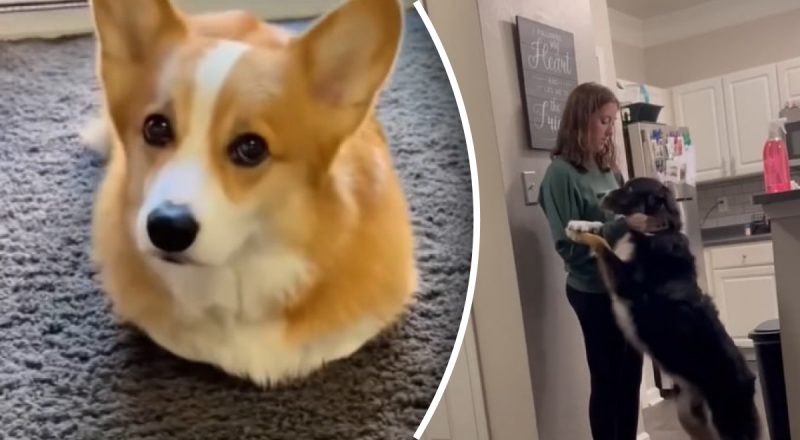 Що відчуває собака, яку залишили вдома саму: болюче зізнання кінолога