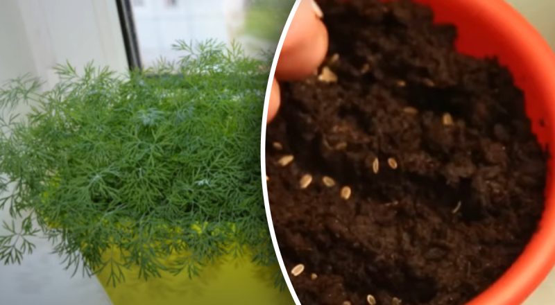 Свежая зелень всю зиму: как вырастить укроп на подоконнике