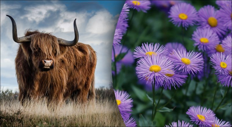 Китайський гороскоп на сьогодні 23 листопада: Бикам - роздратування, Кроликам - потік любові