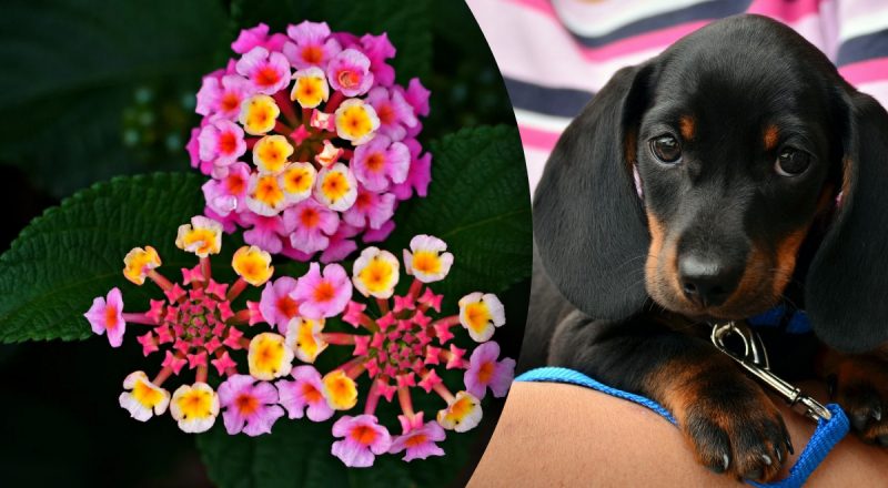 Китайский гороскоп на сегодня 27 ноября: Козлам - сложные проблемы, Собакам - травмы