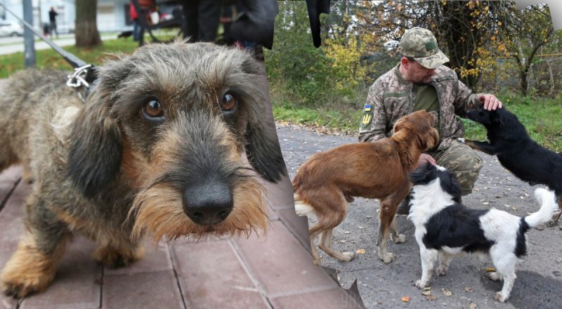 Причиняют больше всего проблем: кинолог назвал 2 "худшие" породы собак