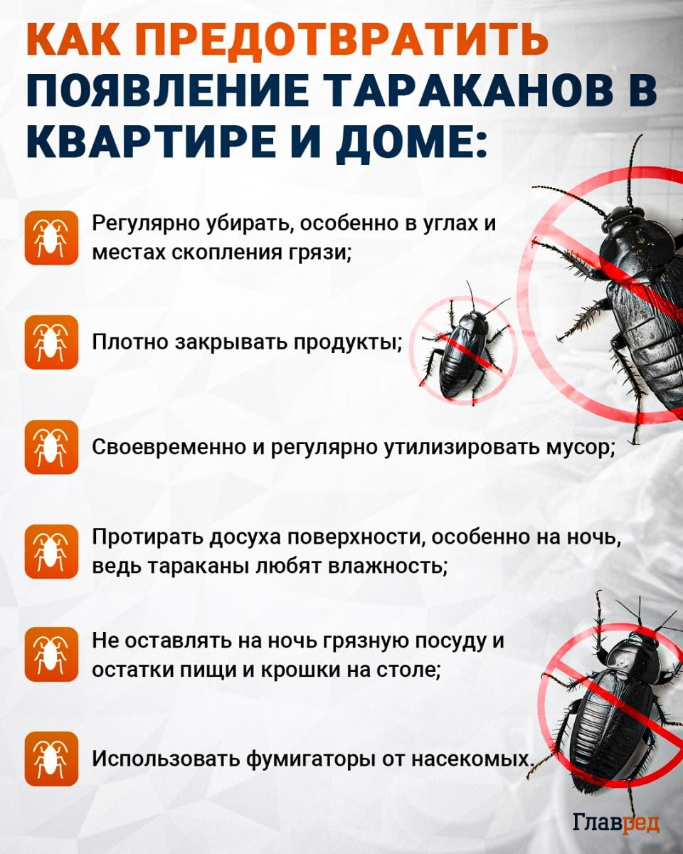 Как предотвратить появление тараканов в квартире и доме инфографика Как предотвратить появление тараканов в квартире и доме инфографика