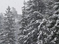 Погода в грудні буде дивувати: коли в Україну прийде потепління