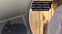 Дівчина дев'ять годин шукала кішку: знайшла вона її в дуже незвичайному місці
