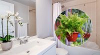 Поглинають вологу з повітря: які рослини варто поставити у ванній