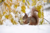 Вдарить -14 градусів і буде йти сніг: в Україні різко зміниться погода