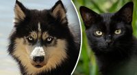 Чому собаки не люблять котів: неочікуване пояснення знавця тварин