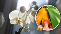 Що робити, якщо в орхідеї жовтіє листя: як повернути неймовірне цвітіння
