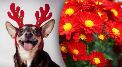 Китайський гороскоп на завтра 20 грудня Китайський гороскоп на завтра 20 грудня