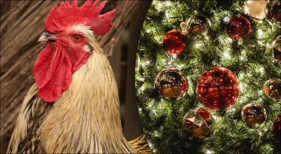 Китайський гороскоп на завтра 27 грудня Китайський гороскоп на завтра 27 грудня