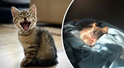 Чоловік підібрав кішку на вулиці й незабаром зрозумів: сюрпризи тільки починаються Чоловік підібрав кішку на вулиці й незабаром зрозумів: сюрпризи тільки починаються