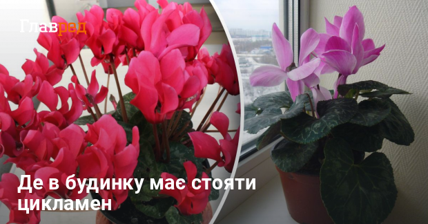 Как ухаживать за цикламеном в горшке
