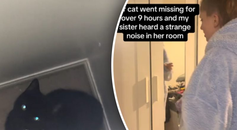 Дівчина дев'ять годин шукала кішку: знайшла вона її в дуже незвичайному місці