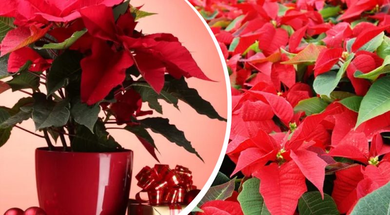 Зробить настрій на свята: що треба зробити, щоб пуансетія рясно зацвіла