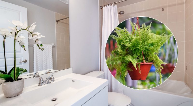 Поглинають вологу з повітря: які рослини варто поставити у ванній