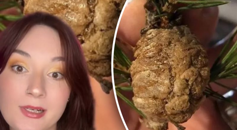 "Немедленно избавьтесь от нее": девушка показала, что можно найти на елке