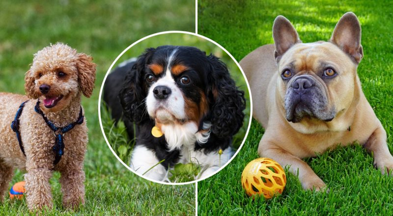 Віддані, розумні і невибагливі: топ-5 порід для тих, хто вперше заводить собаку