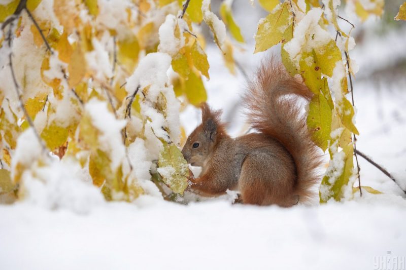 Вдарить -14 градусів і буде йти сніг: в Україні різко зміниться погода