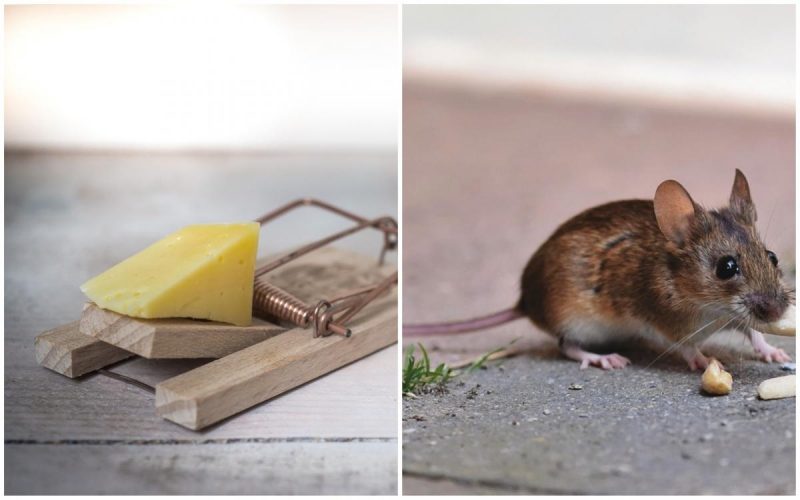 И духу от мышей не останется: лучшее средство избавит от грызунов навсегда