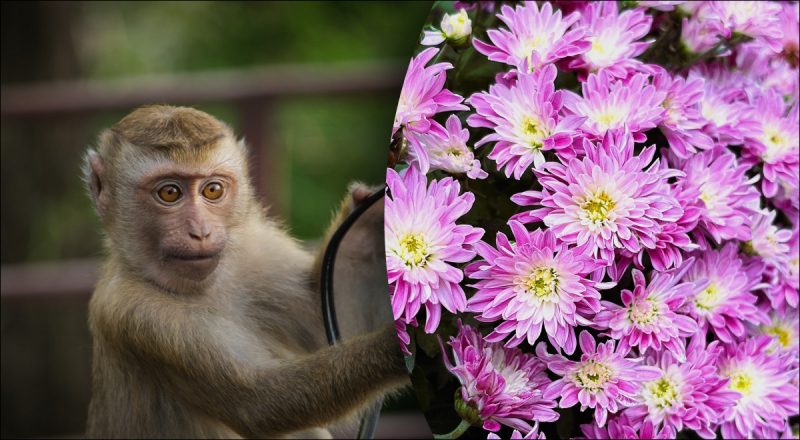 Китайский гороскоп на сегодня 19 декабря: Драконам - вина, Обезьянам - трудности