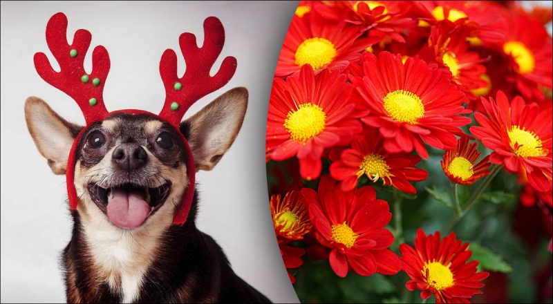 Китайський гороскоп на сьогодні 20 грудня: Собакам - втрата контролю, Свиням - виснаження