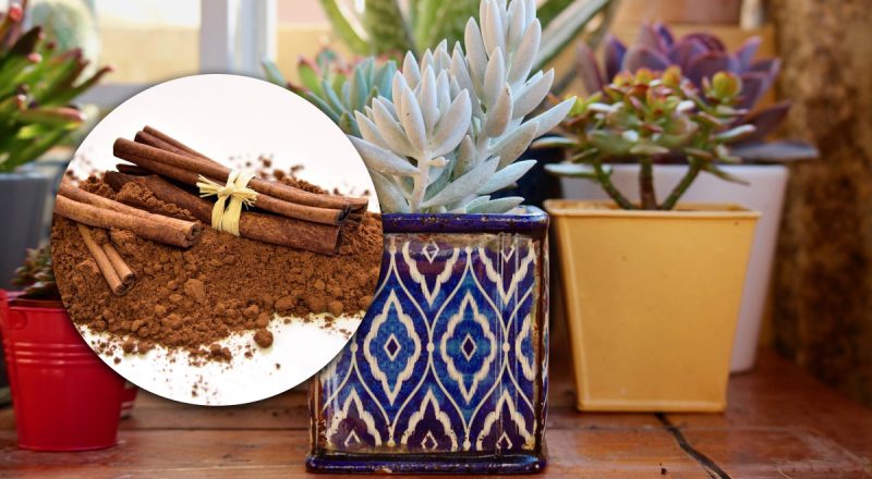 Чому досвідчені садівники посипають кімнатні рослини корицею: відповідь здивує