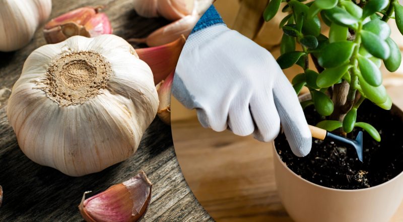 Навіщо господині додають часник в горщики з рослинами: відповідь здивує