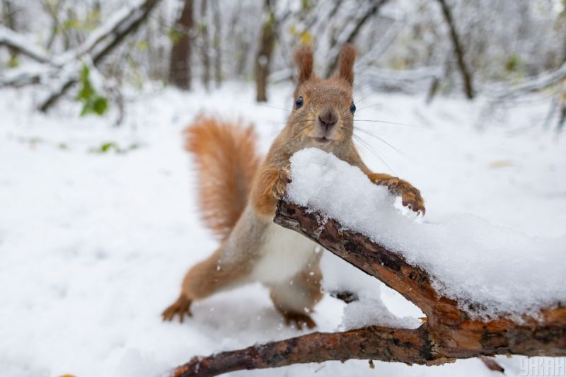 Україну накриє антициклон "Гюнтер": де різко вдарять морози