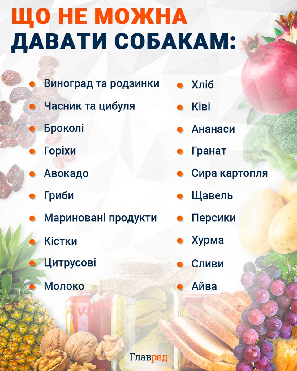 Що не можна давати собакам: інфографіка