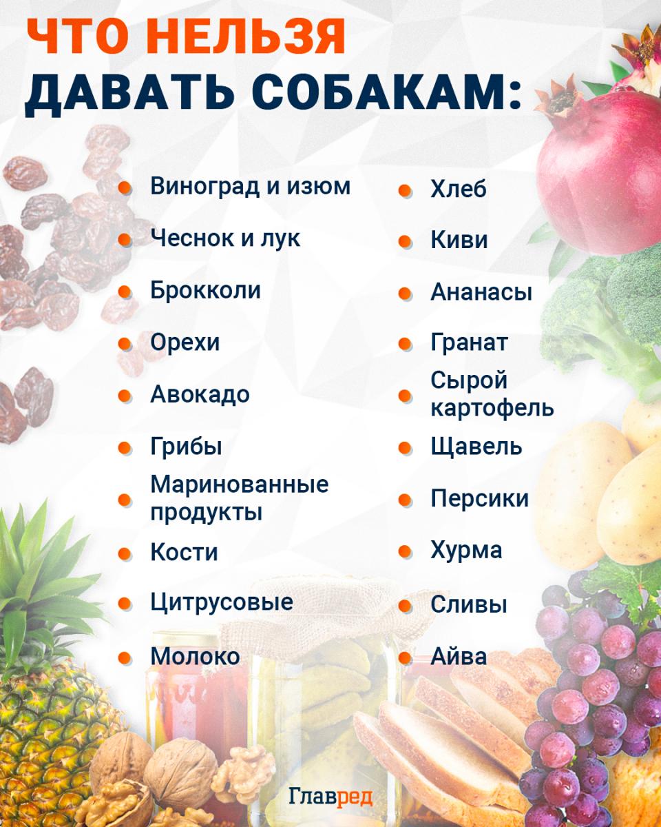 Что нельзя давать собакам инфографика Что нельзя давать собакам инфографика