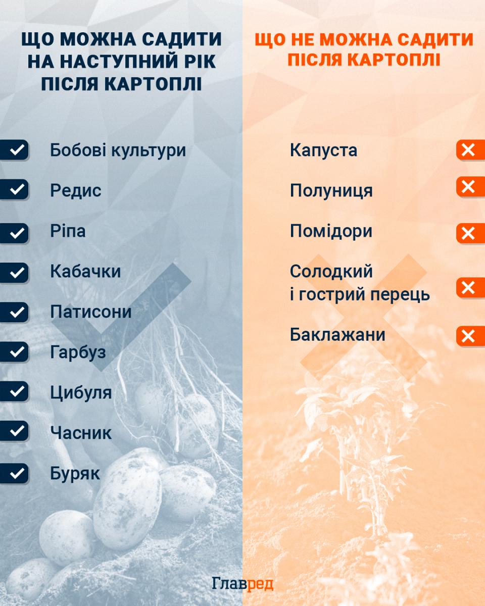 Буде великий урожай: 6 рослин, які дуже гарно ростимуть після картоплі