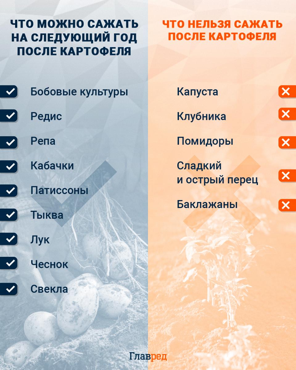 Что можно сажать на следующий год после картофеля инфографика