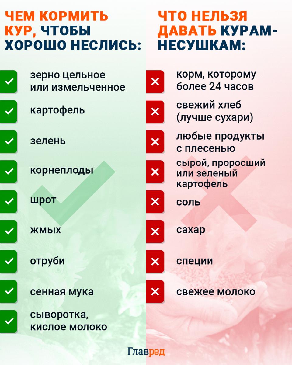 Чем кормить кур чтобы хорошо неслись инфографика Чем кормить кур чтобы хорошо неслись инфографика