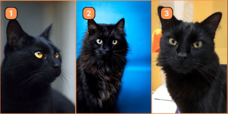 Оберіть найкращого, на вашу думку, кота