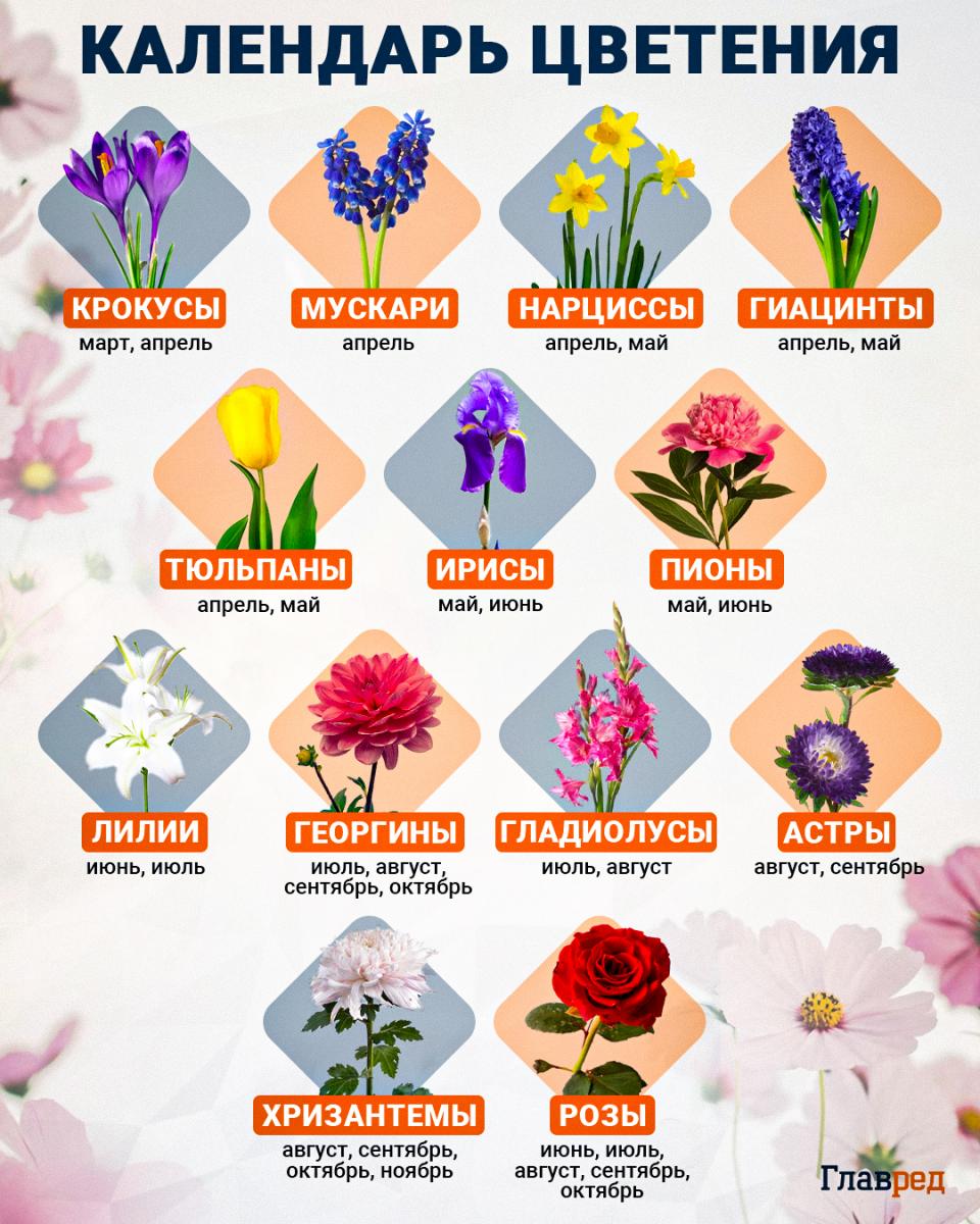 Календарь цветения Календарь цветения