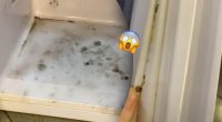 Самый быстрый способ удалить плесень в холодильнике